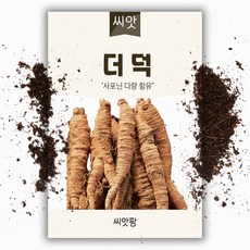 더덕씨앗 TOP01
