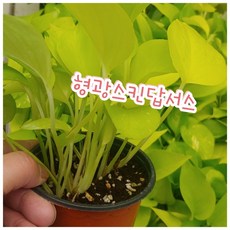 형광스킨답서스