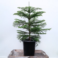 꽃파는농부 - 크리스마스 트리로 쓰이는 공기정화식물 아레오카리아(아라우카리아), 대품(너비:28cm/높이:90cm내외), 1개