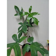 플로리다뷰티그린