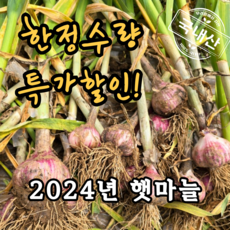 2024년 햇마늘 해풍맞은 태안마늘 장아찌용