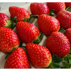 추천7 산지직송딸기