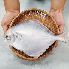 신안 손질 생물 병어 대 특대 왕특 내장제거 비늘제거 병어회 제수용, 소 사이즈 1미(23cm내외), 1개, 23cm내외
