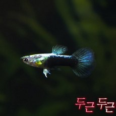 블루 턱시도 구피 5마리암3수2 관상용 애완 열대어 물고기 관상어 키우기 수족관 마리아쿠아