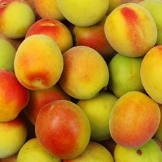 황매실-추천-상품