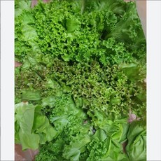 유럽 샐러드 상추 모둠, 1개, 600g