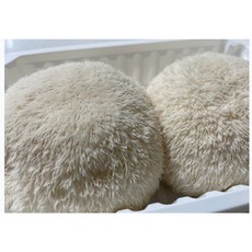 국내산 산지직송 노루궁뎅이 버섯 입안에서 사르르 생버섯500g, 500g, 1개