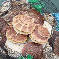 가리비 참가리비 1kg 국산/수입 대왕 조개구이 찜 치즈구이 해물라면 캠핑요리, 북해도 참가리비 특대 1kg