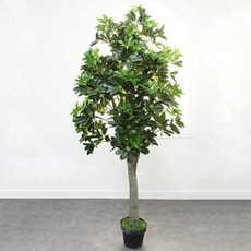 쉐프렐라
