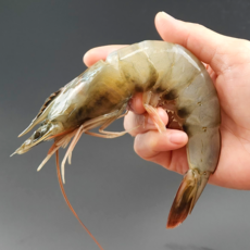 미자네농수산 신안 흰다리새우 왕새우, 1개, 1kg(40미내외)