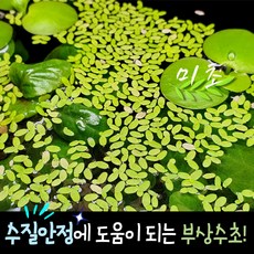 좀개구리밥