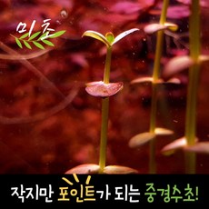 먼치킨수초