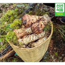 2024년 자연산 송이버섯 최고품질 엄격선별 백두산송이 명절선물추천, 1박스, 1품/선물용500g