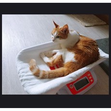메비체중계