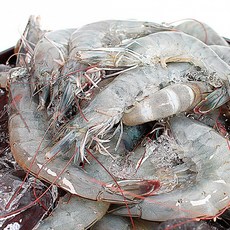 이마트쉬림프링