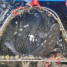 통영 자연산 밀치 회 숭어회 필렛 250g, 1개, 250g 필렛