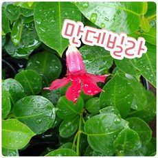 천사나팔꽃