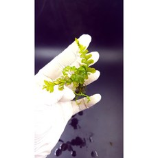 크레피도마네스