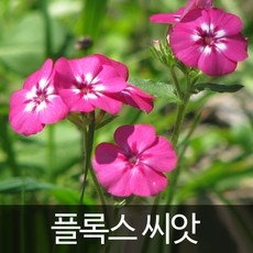 플록스씨앗 플록스 씨앗 꽃씨 phlox seed 100알