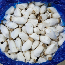 도담농산 미니새송이버섯 2kg 당일수확 당일발송, 새송이버섯2kg(미니), 3개