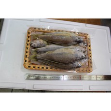 목포참조기