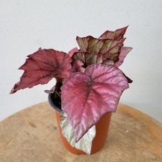 베고니아소요카제