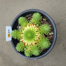 진주바위솔