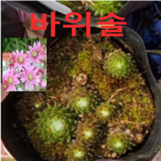 (성실J)바위솔(거미바위솔)(포트) 모종 5개