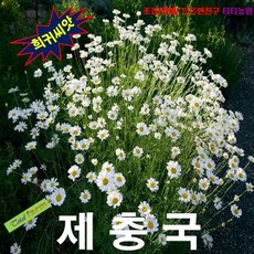 달마시안제충국