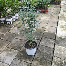유칼립투스 중품 종류랜덤 35~60CM 85