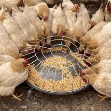 하이야 여물통 메추리 닭 가축 먹이통 축사, 1개, 60cm 30마리 급이기