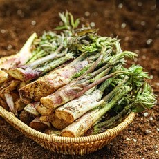 자연산 노지 땅두릅 독활 500g 국내산 두릅 봄나물, 1박스