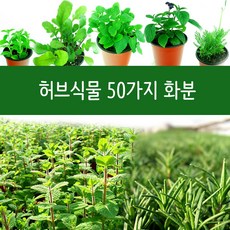 허브식물50종류