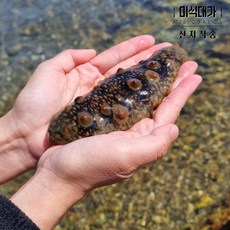 통영 자연산 생물 활 해삼, 1개, 500g