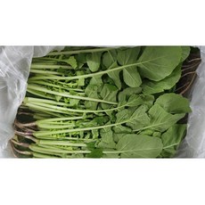 아삭아삭 사계절 열무 산지직송 푸릇푸릇 싱싱 국산 열무4kg, 1개