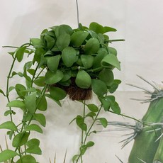 익소디아
