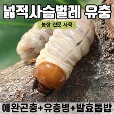 사슴벌레애벌레