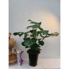 델리치오사키우기