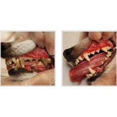 반려견묘 충치예방 바르는 치약80g x2P 멍뭉이 구강케어 냥, 80g, 2개