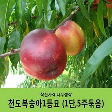 착한가격 나무생각 / 복숭아묘목 / 묶음상품, 천도복숭아 / 레드골드 / 1등묘 / 5주, 1개