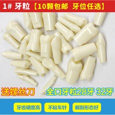 T치과 라이크 이알 레진 흩어지다 치아 재료 열다 골수 이 구강 소모품 갖추다 모형 시험 연습, 32 이 한입 한 입