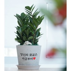 시멘트 아무말대잔치 승진선물 개업식화분 축하 화환 꽃배달 생일 꽃바구니배달 꽃다발 생화, 중형-크림, 녹보수