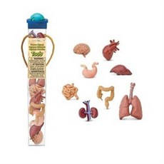 689304 인간의 장기-튜브 Human Organs/출산 육아 완구 매트 자연 과학완구 동물학습