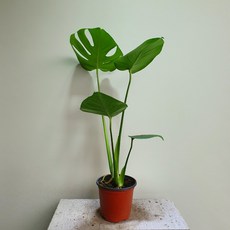 몬스테라델리시오사