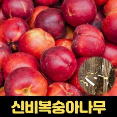 신비복숭아묘목 1년 천도복숭아 과일나무 정원 특묘, 1개