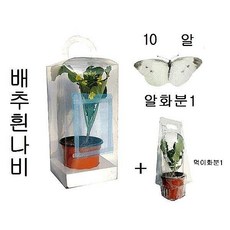 배추흰나비알화분(관찰용) - 30012