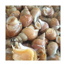 동해안 자연산 활 백골뱅이 1kg 중 25 35미, 활 백골뱅이 1kg 중 (25-35미)