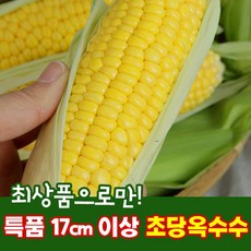 제주도 초당옥수수 당도보장 15cm이상 특품 옥수수, 초당옥수수20개입