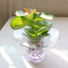 마틸다의화분 천연가습기 실내공기정화 거실 플랜테리어 수경재배 반려 음지 겨울 식물 호야