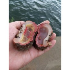 통영 자연산 돌멍게 1kg 6-9미, 1개
